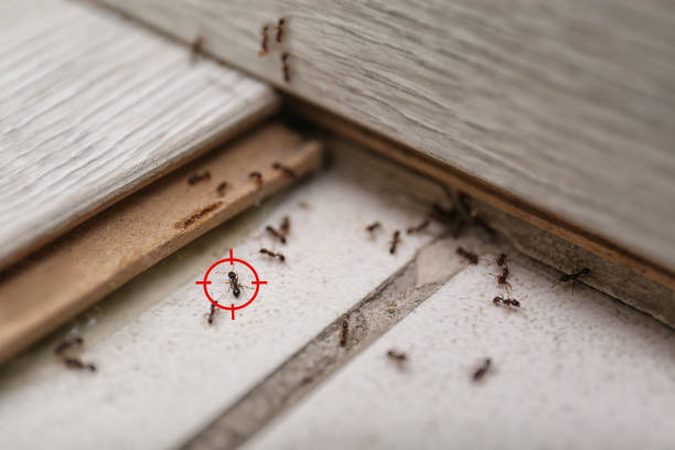 Best Local Pest Control Services  in San Marcos, TX