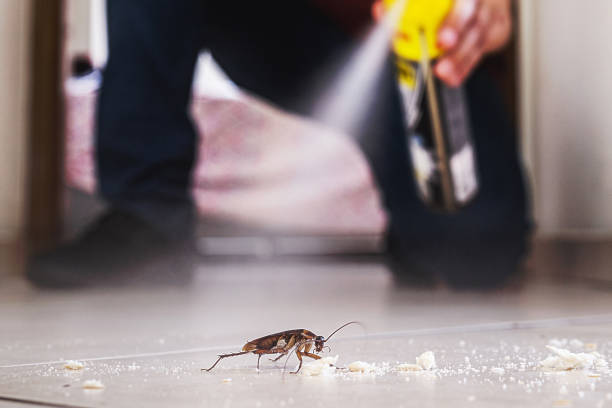 Spider Control Near Me in San Marcos, TX