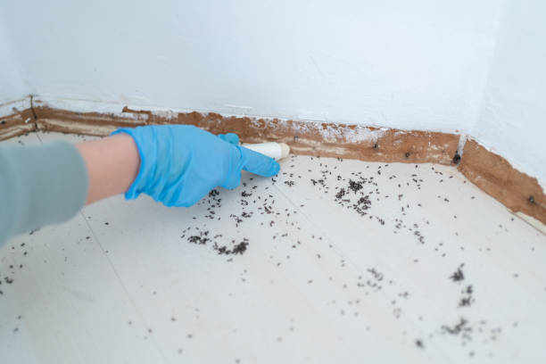 Best Pest Control Treatment  in San Marcos, TX